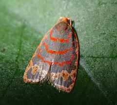 Polemograptis rubristria