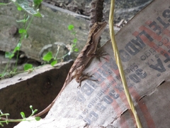 Anolis scypheus