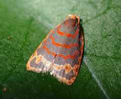 Polemograptis rubristria