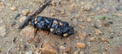 Herpestes