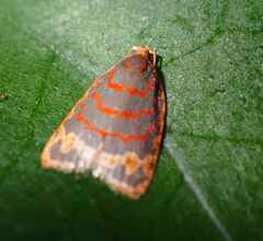 Polemograptis rubristria