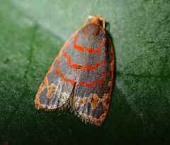 Polemograptis rubristria