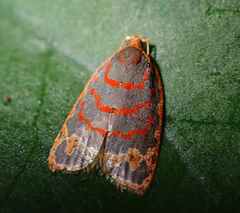 Polemograptis rubristria