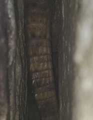 Pseudocordylus microlepidotus microlepidotus