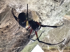 Nephilingis cruentata