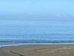 Haematopus palliatus