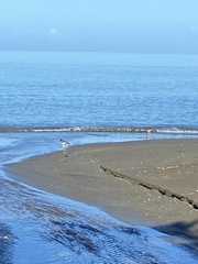 Haematopus palliatus