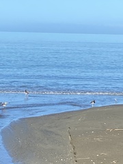 Haematopus palliatus