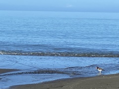 Haematopus palliatus