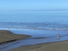 Haematopus palliatus