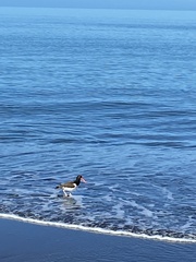 Haematopus palliatus