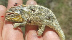 Bradypodion gutturale