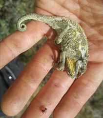 Bradypodion gutturale