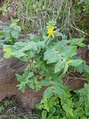 Hypericum grandifolium