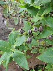 Hypericum grandifolium