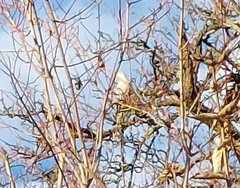 Streptopelia decaocto