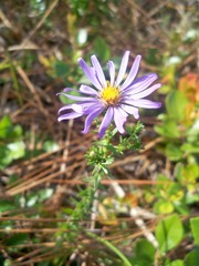 Symphyotrichum walteri