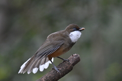 Pterorhinus albogularis