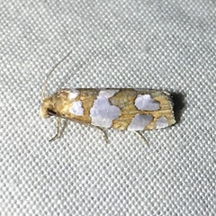 Pelochrista quinquemaculana