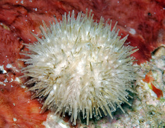 Nudechinus verruculatus image
