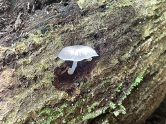 Pluteus plautus