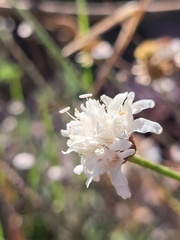 Cephalaria leucantha