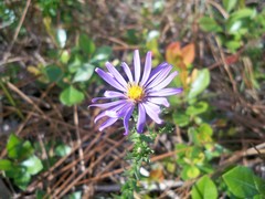 Symphyotrichum walteri