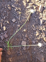 Cephalaria leucantha