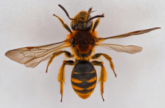 Andrena lagopus