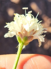 Cephalaria leucantha