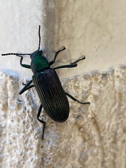 Coleoptera