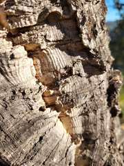 Camponotus cruentatus