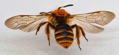Andrena lagopus