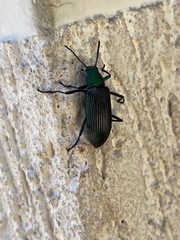 Coleoptera