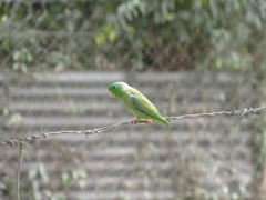 Forpus conspicillatus