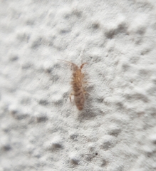 Orchesella villosa