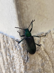 Coleoptera