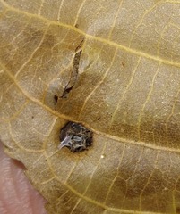 Phylloxera caryaeglobuli