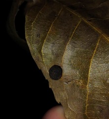 Phylloxera caryaeglobuli