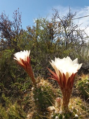 Trichocereus candicans