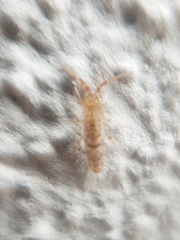 Orchesella villosa