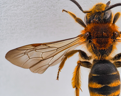 Andrena lagopus
