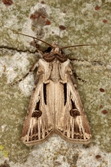 Agrotis spinifera