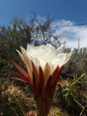 Trichocereus candicans