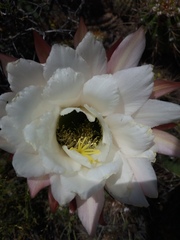 Trichocereus candicans