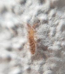 Orchesella villosa