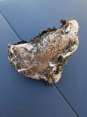 Agaricus