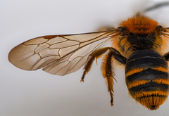 Andrena lagopus