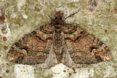 Catarhoe basochesiata