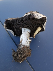Agaricus